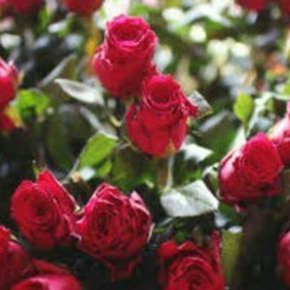 Meet your Posher, April